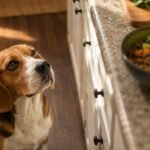Beagle dog food and nutrition