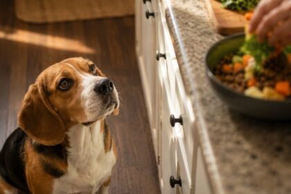 Beagle dog food and nutrition