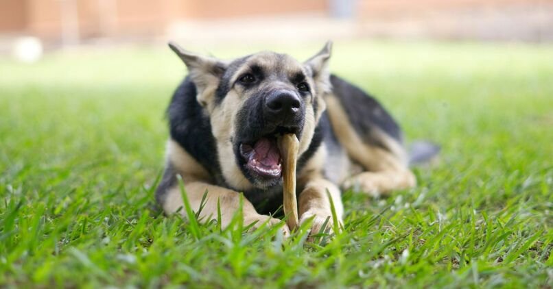 German Shepherd Food and Nutrition