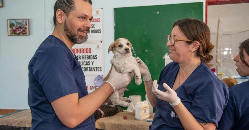 The Complete Guide to Labrador Retriever Health Issues