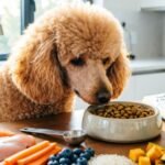 Poodle Dog Food and Nutrition