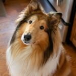 collie dog health issues