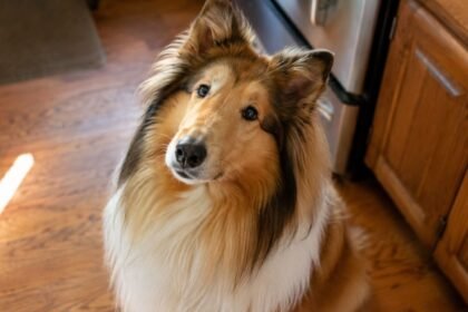 collie dog health issues