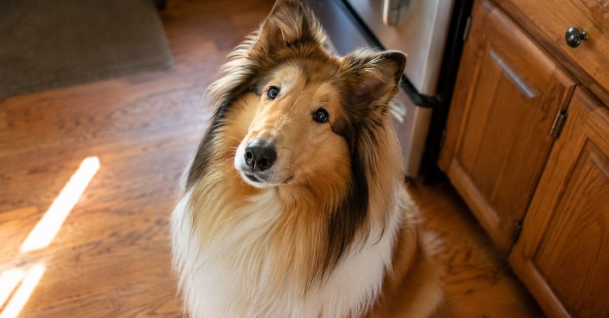 collie dog health issues