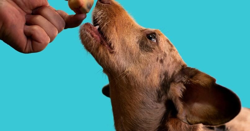 Irish Setter Dog Food and Nutrition