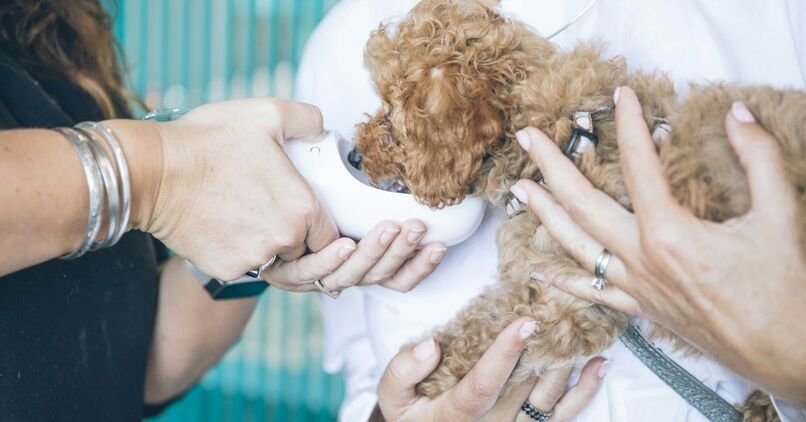 The Complete Guide to Poodle Dog Health Issues