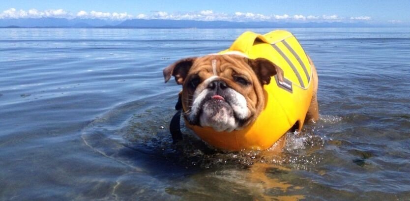 Are Bull Dog Good Swimmers