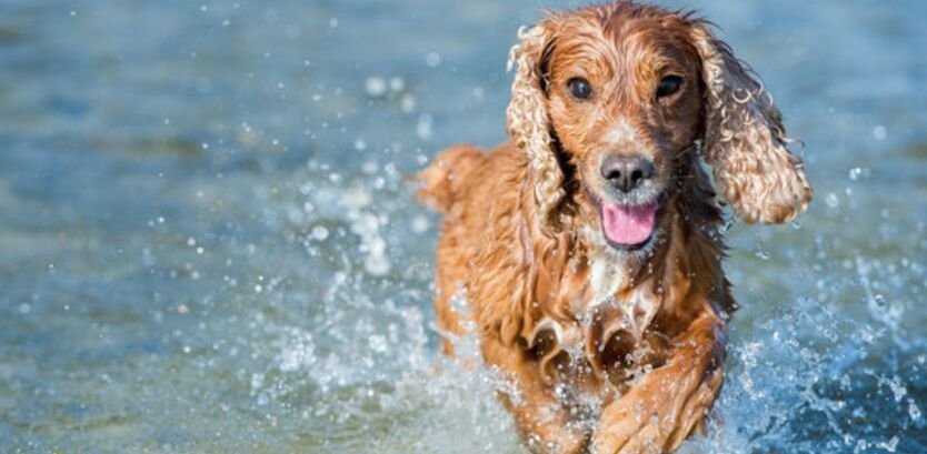 Are Cocker Spaniel Good Swimmers