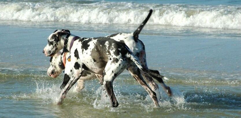 Are Great Danes Good Swimmers?