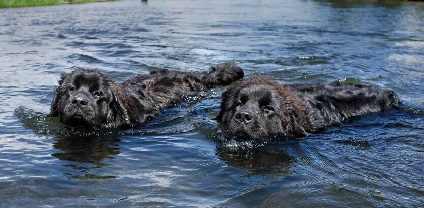 Are Newfoundland Dog Good Swimmers