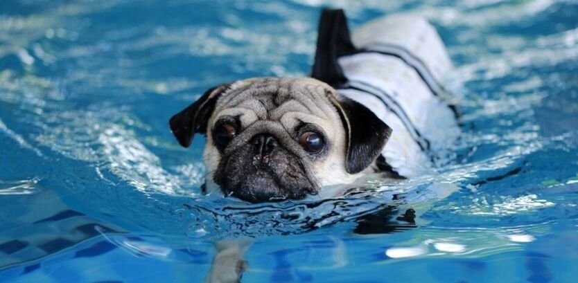 Are Pug Dog Good Swimmers