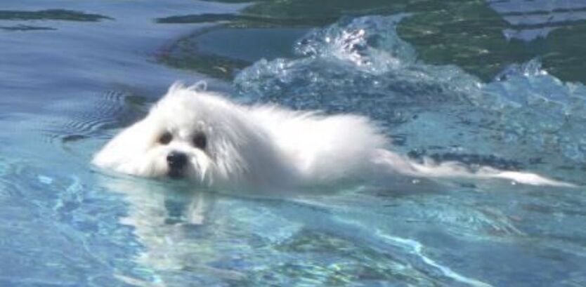 The Ultimate Bichon Frise Swimming Guide: Splash Safely! (For Your Dog)