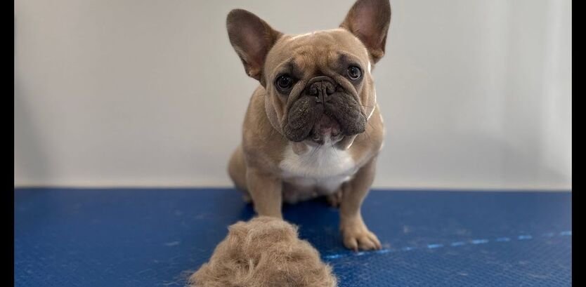bulldog grooming at home