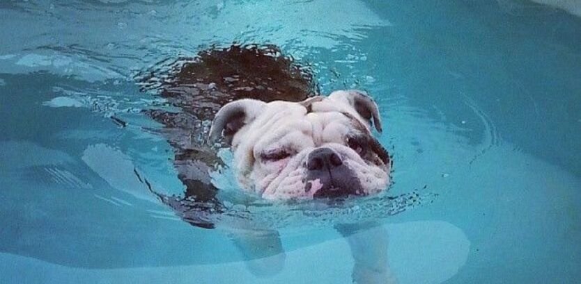 Bull Dog Puppies Swimming