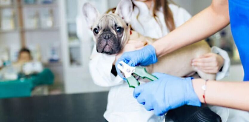 The Ultimate Bulldog Grooming Guides: Pamper Your Powerhouse!