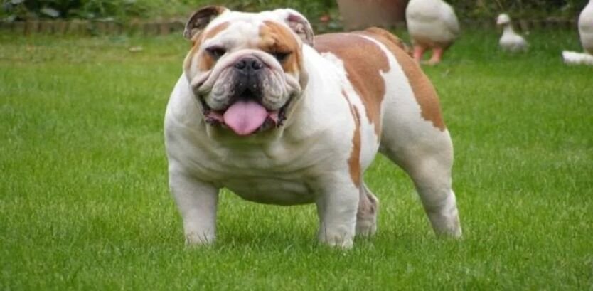 Bulldog Breed Facts: Everything You Need to Know Before Adopting