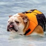 bull dog swimming guide
