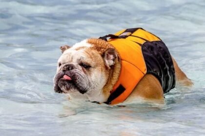 bull dog swimming guide