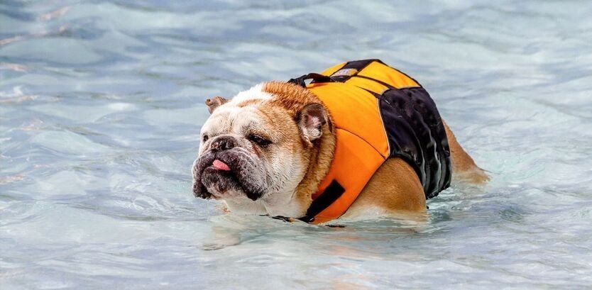 bull dog swimming guide