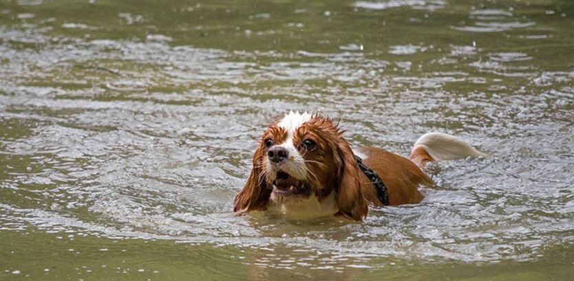 The Royal Splash: Your Cavalier King Charles Spaniel Swimming Guide