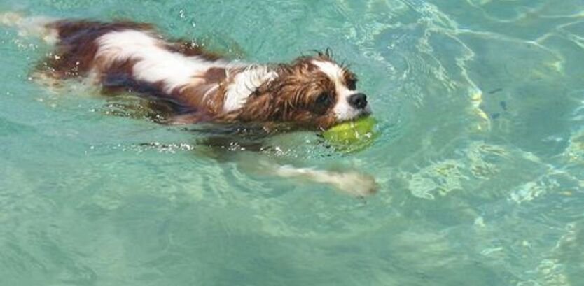 caliver king charles spaniel swimming guide