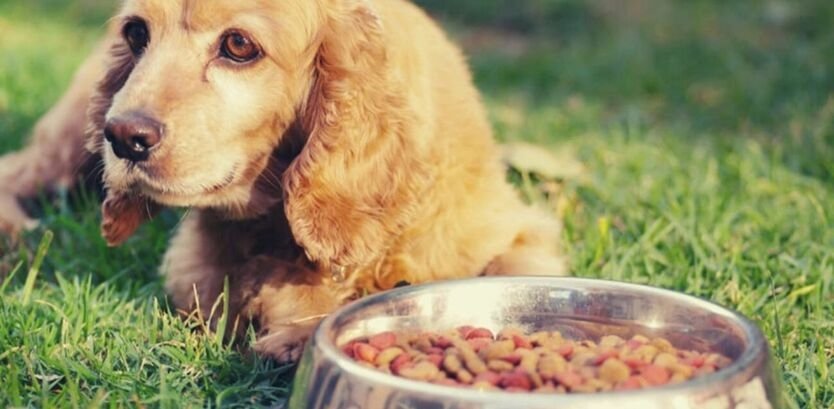 Cocker Spaniel Food & Nutrition: A Simple Guide to a Gorgeous, Healthy Dog