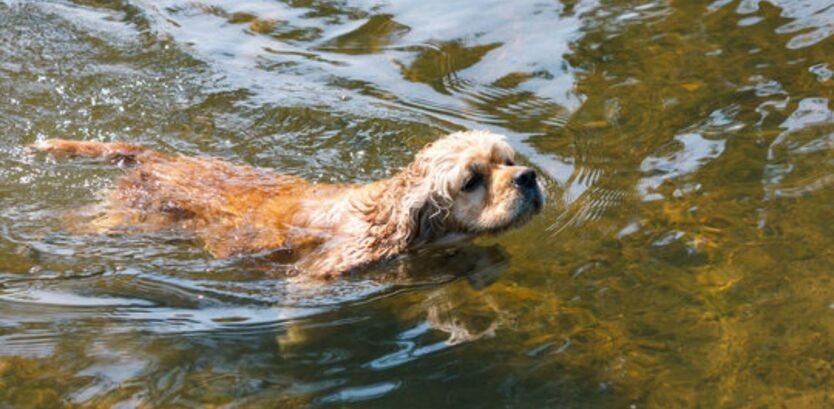 Cocker Spaniel Puppies Swimming