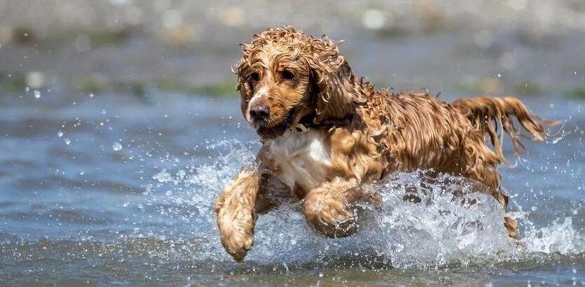 cocker spaniel swimming ability