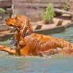 cocker spaniel swimming guide
