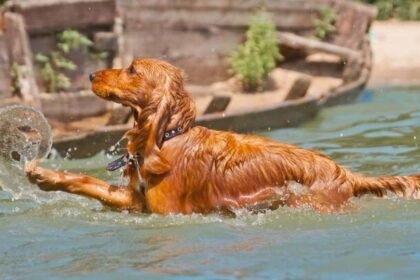 cocker spaniel swimming guide