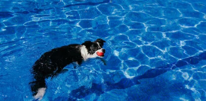 collie dog swimming guide