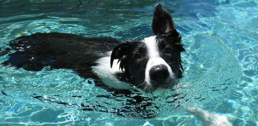 Master the Water: A Complete Collie Dog Swimming Guide (For Your Brave Companion)