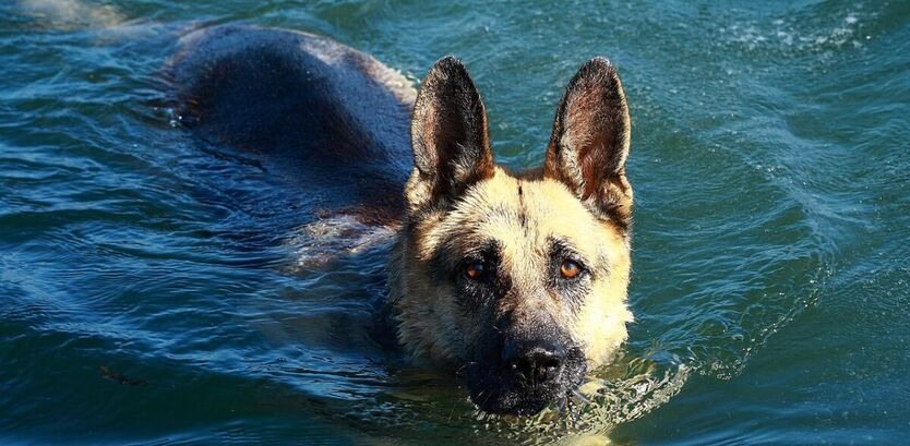 German Shepherd Swimming Guide: From Paws to Paddles