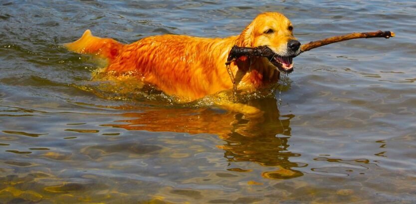 Golden Retriever Swimming Guide (Fun Water Tips For Your Dog)