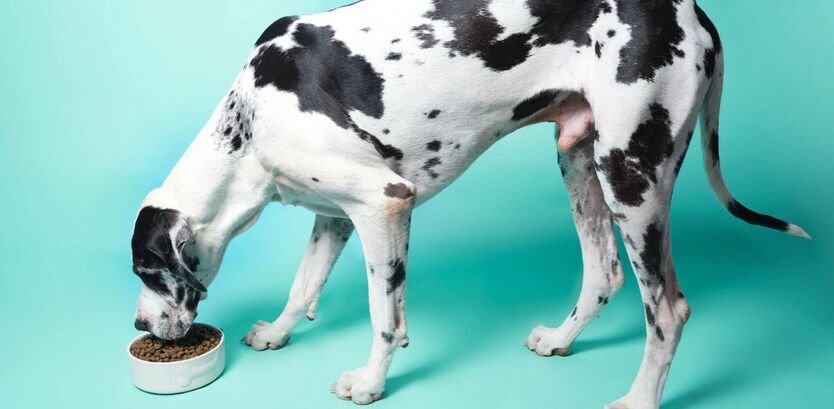 The Gentle Giant’s Fuel: Mastering Great Dane Food and Nutrition