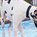 great Dane dog swimming guide