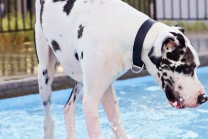 great Dane dog swimming guide
