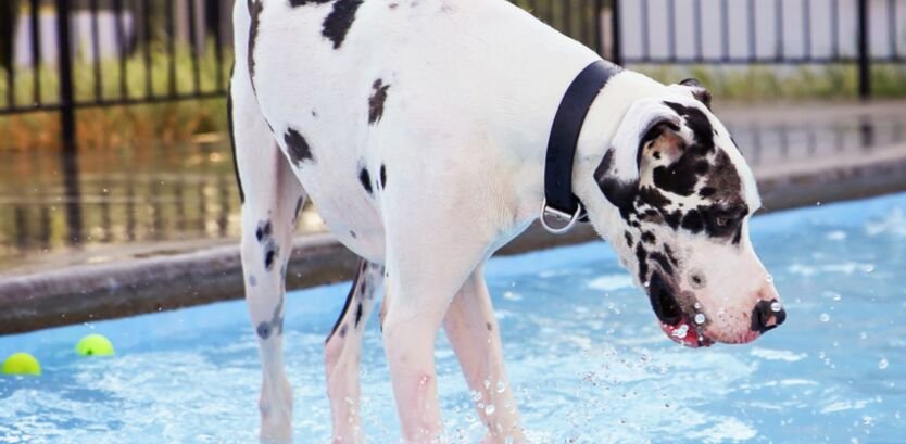 great Dane dog swimming guide