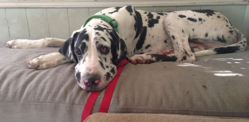 Protect Your Colossus: Essential Strategies for Great Dane Health