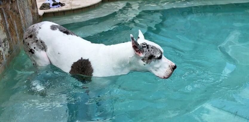 Great Dane Puppies Swimming