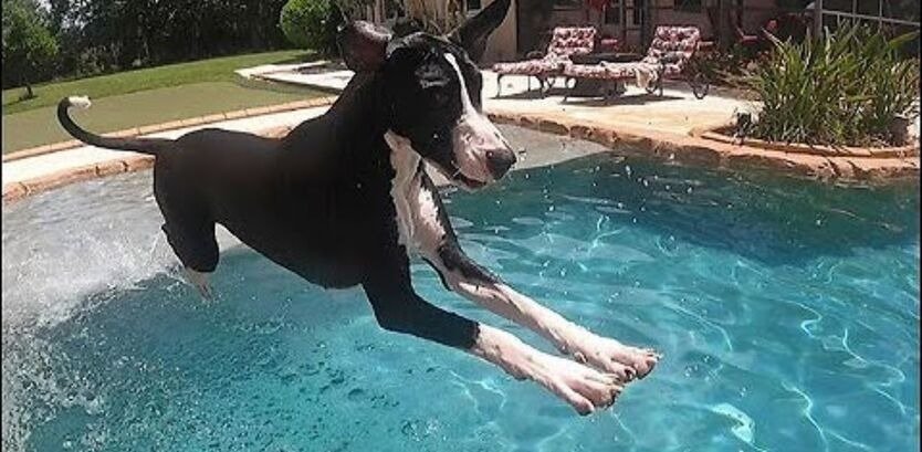 Great Dane Swimming Ability