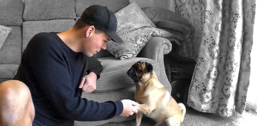 pug dog training tips