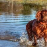 Irish setter swimming guide