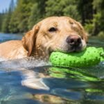 Labrador retriever swimming guide