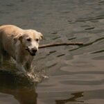 labrador retriever dog swimming guides