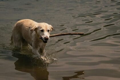 labrador retriever dog swimming guides