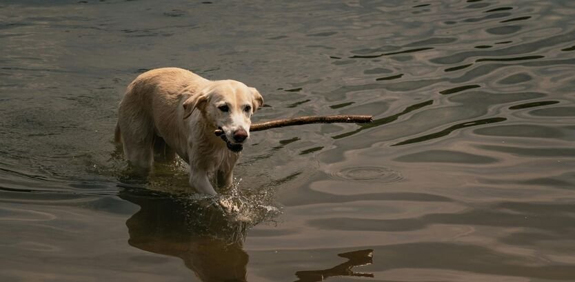 labrador retriever dog swimming guides