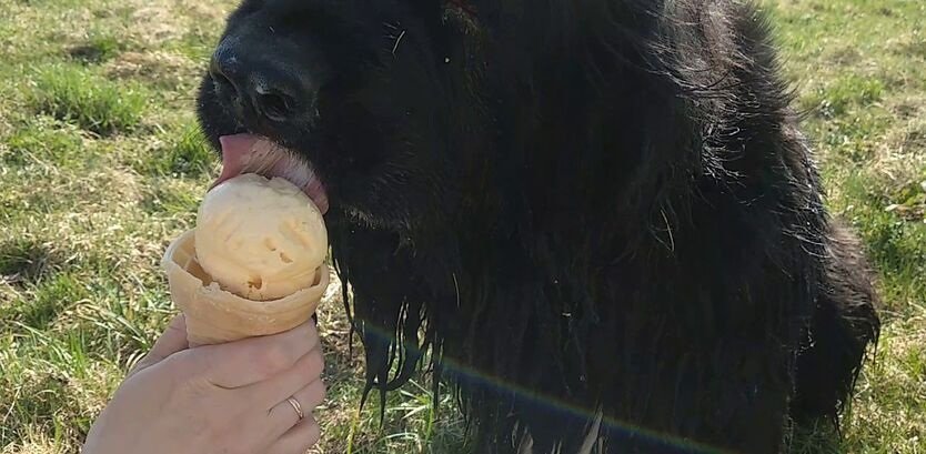 The Ultimate Guide to Newfoundland Food and Nutrition: Fuelling Your Gentle Giant