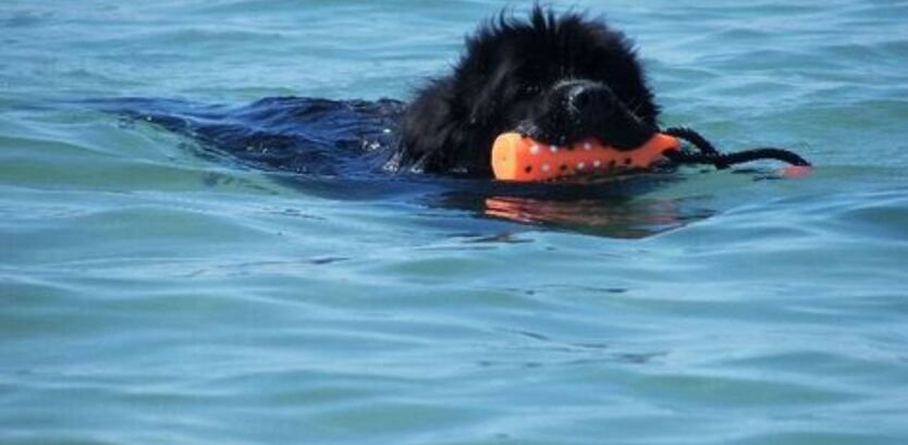 Newfoundland Dog Swimming Ability