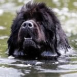 newfoundland dog swimming guide